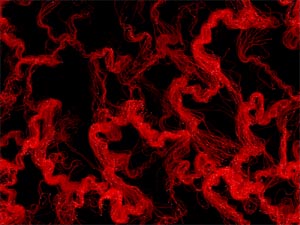 Particle Stream in Vector Field
